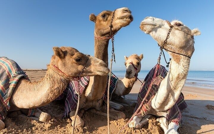 Camel Ride Through the Palmeraie Grove With Transfer - Marrakesh Image 7