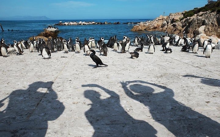 Cape Agulhas and Stony Point Private Guided Tour from Cape Town with Hotel Transfers Image 5