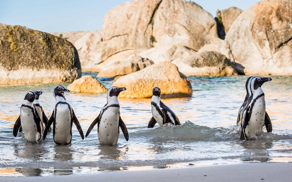 Cape Peninsula Guided Tour with Chapman's Peak, Penguins, and Seals Image 6