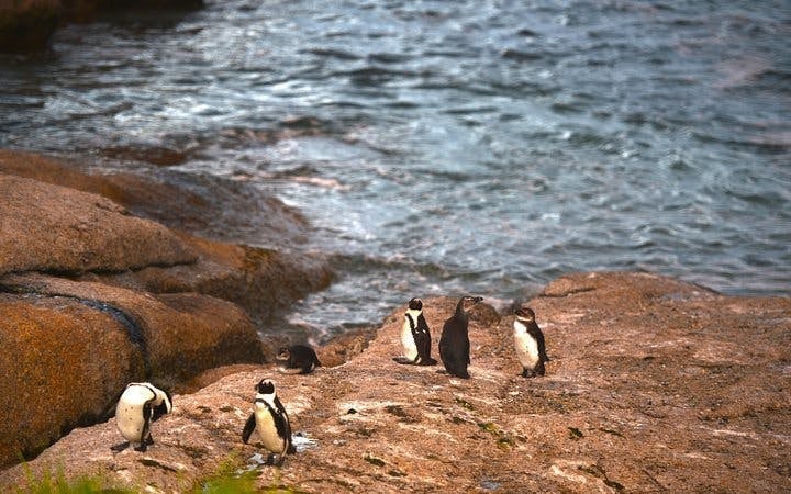 Cape Peninsula Private Tour Including Cape of Good Hope, Boulders Beach Penguins, and Major Attraction Entrance Fees Image 2