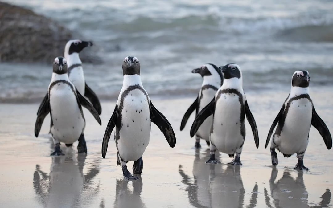 Cape Peninsula Private Tour with Guide-Driver and Hotel Transfers Image 3