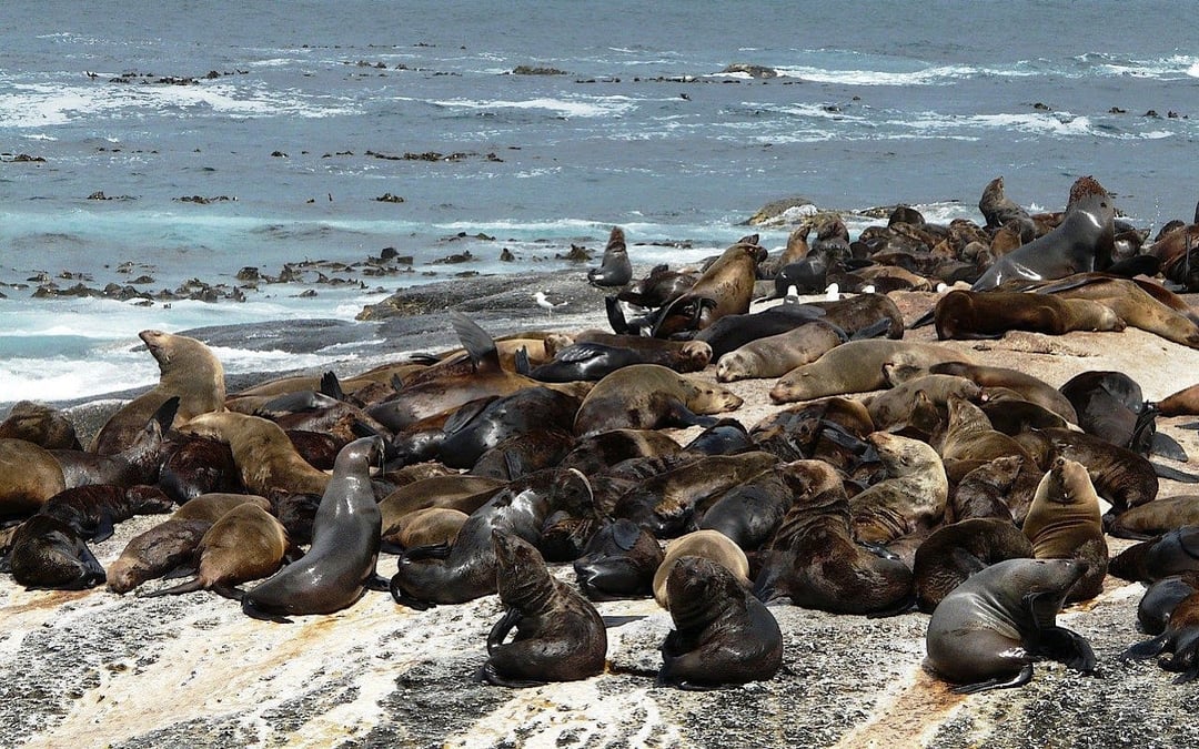 Cape Peninsula Private Tour with Guide-Driver and Hotel Transfers Image 7
