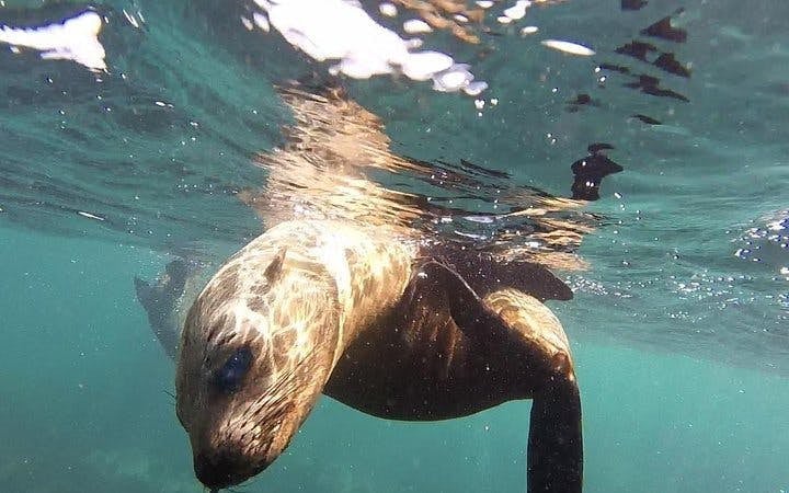 Cape Peninsula Private Tour with Guided Seal Snorkeling at Duiker Island Image 4