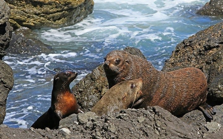Cape Peninsula Private Tour with Guided Seal Snorkeling at Duiker Island Image 7