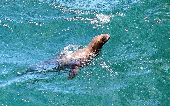Cape Peninsula Private Tour with Guided Seal Snorkeling at Duiker Island Image 9