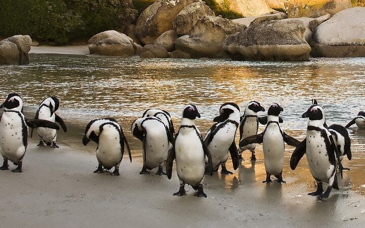 Cape Point and Boulders Beach Penguins Small-Group Sightseeing Tour with Hotel Transfers Image 2