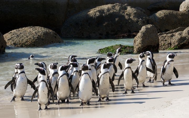 Cape Point and Boulders Beach Penguins Small-Group Sightseeing Tour with Hotel Transfers Image 4