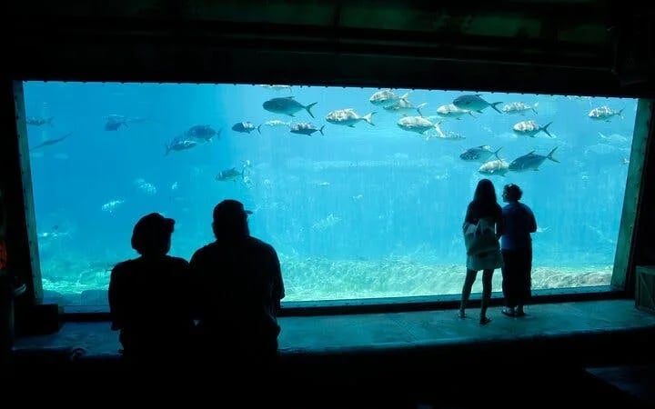 Cape Town Big 6 Pre-Booked Attraction Tickets: Robben Island, Table Mountain, Two Oceans Aquarium, Cape Wheel, Kirstenbosch Botanical Gardens, Groot Constantia Image 2