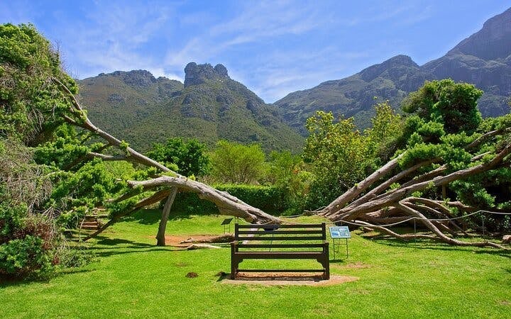 Cape Town Big 6 Pre-Booked Attraction Tickets: Robben Island, Table Mountain, Two Oceans Aquarium, Cape Wheel, Kirstenbosch Botanical Gardens, Groot Constantia Image 3