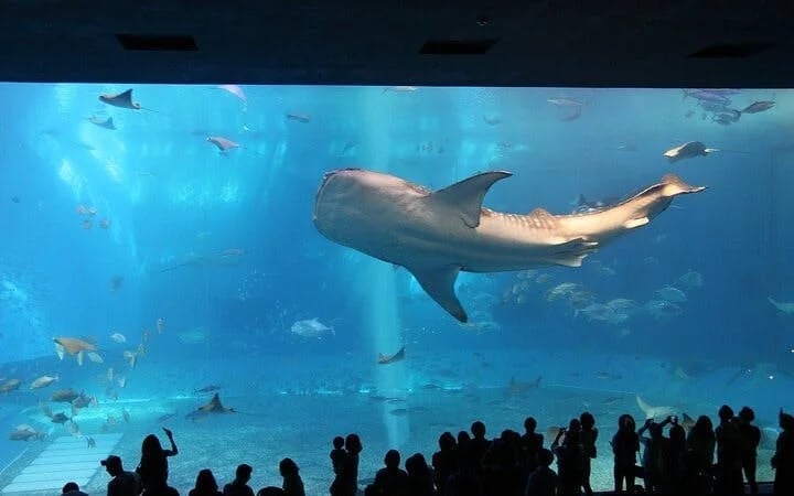 Cape Town Big 6 Pre-Booked Attraction Tickets: Robben Island, Table Mountain, Two Oceans Aquarium, Cape Wheel, Kirstenbosch Botanical Gardens, Groot Constantia Image 6