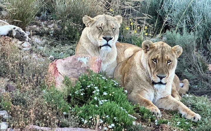 Cape Town Day Safari at Aquila Game Reserve with Buffet Lunch, Park Fees, and Hotel Transfers Image 1