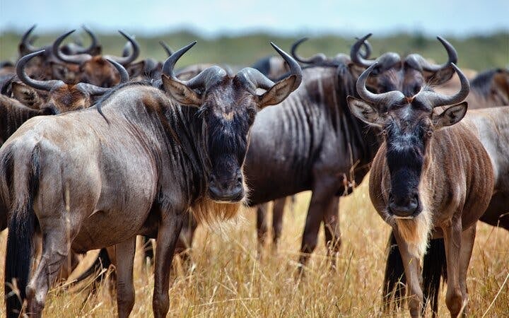 Cape Town Day Safari at Aquila Game Reserve with Buffet Lunch, Park Fees, and Hotel Transfers Image 2