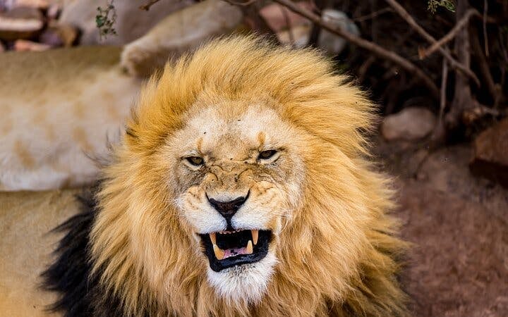 Cape Town Day Safari at Aquila Game Reserve with Buffet Lunch, Park Fees, and Hotel Transfers Image 5