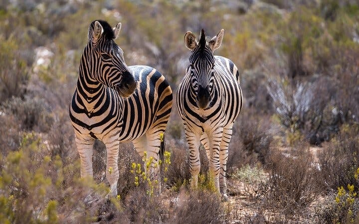 Cape Town Day Safari at Aquila Game Reserve with Buffet Lunch, Park Fees, and Hotel Transfers Image 6