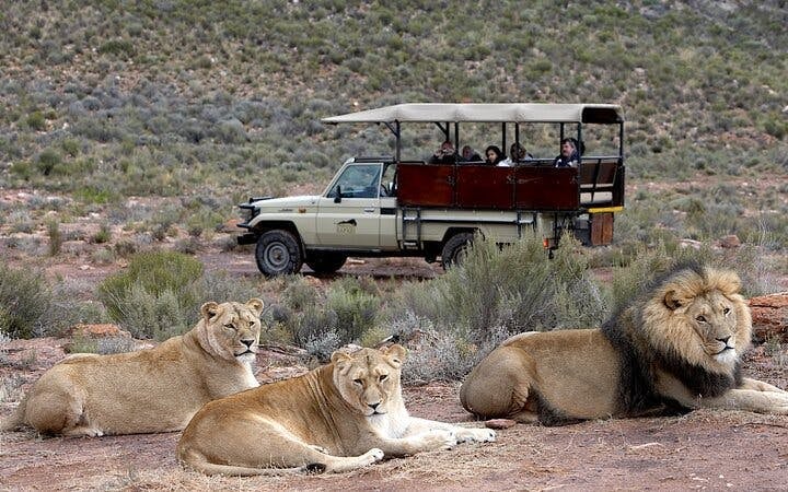 Cape Town Day Safari at Aquila Game Reserve with Buffet Lunch, Park Fees, and Hotel Transfers Image 8