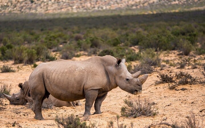 Cape Town Day Safari at Aquila Game Reserve with Buffet Lunch, Park Fees, and Hotel Transfers Image 9