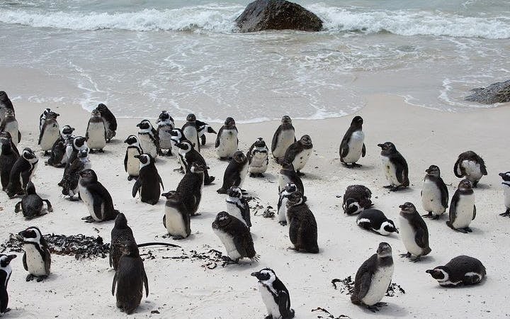 Cape Town Guided Tour: Cape Point and Boulders Beach Penguins with Hotel Transfers Image 1