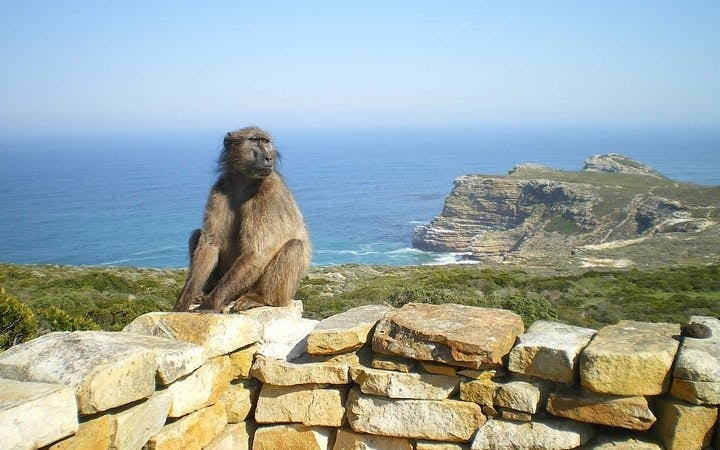 Cape Town Guided Tour: Cape Point and Boulders Beach Penguins with Hotel Transfers Image 6