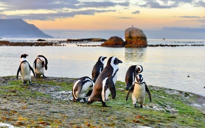 Cape Town Guided Tour: Cape Point and Boulders Beach Penguins with Hotel Transfers Image 9