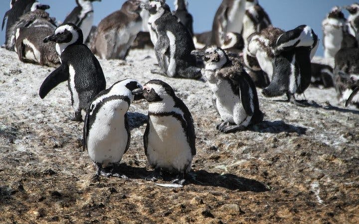 Cape Town Guided Tour: Cape Point and Boulders Beach Penguins with Hotel Transfers Image 10
