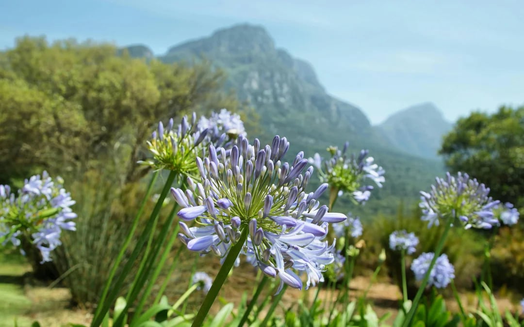 Cape Town Highlights Tour: Kirstenbosch Garden, Bo-Kaap, Penguins, and Cape Point Image 1
