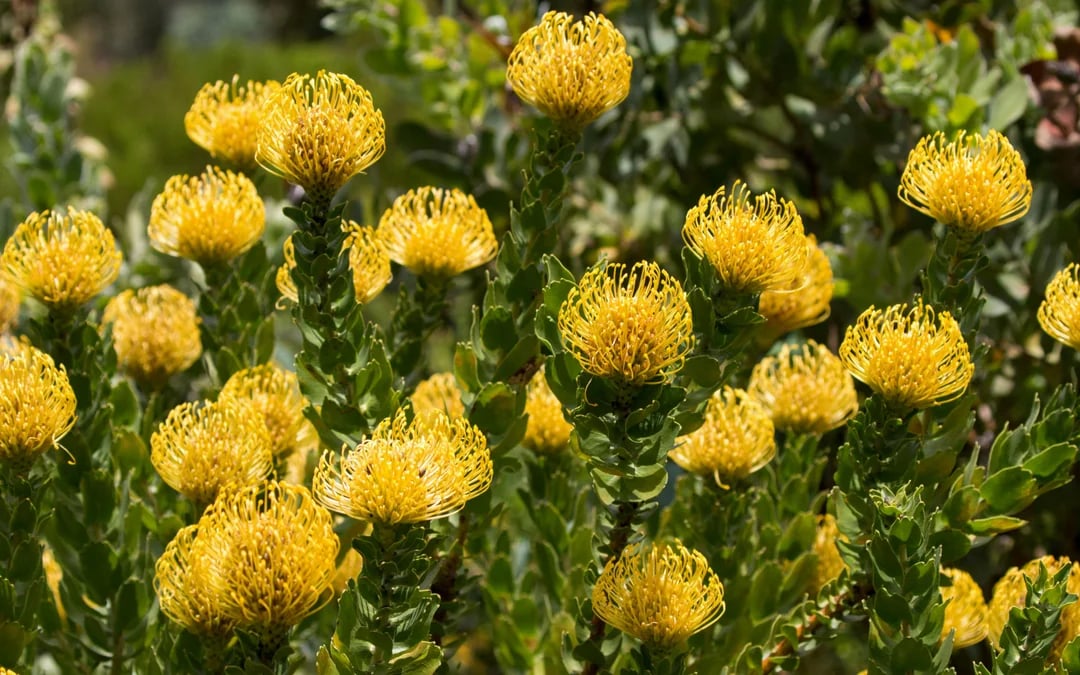 Cape Town Highlights Tour: Kirstenbosch Garden, Bo-Kaap, Penguins, and Cape Point Image 8