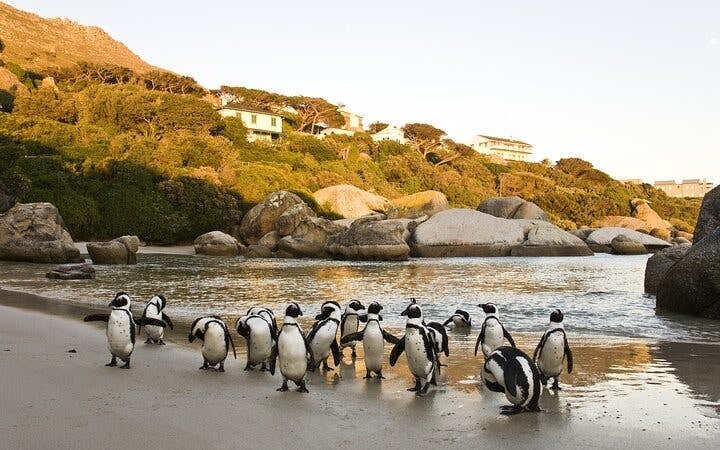 Cape Town Private Cape Peninsula and Penguin Sea Kayak Tour with Cape of Good Hope Visit Image 3