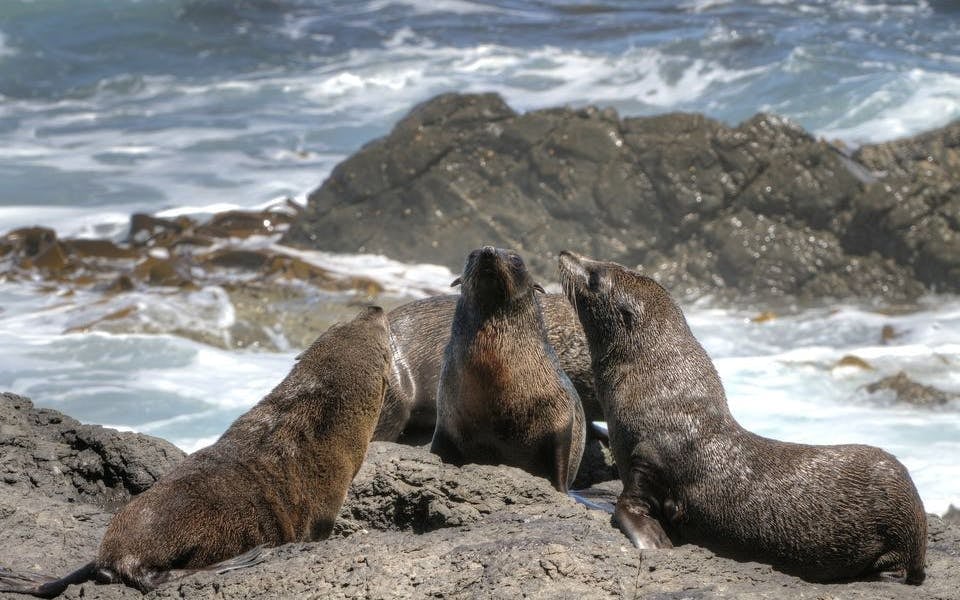 Cape Town Private Cape Peninsula Guided Tour with Luxury Vehicle Image 1