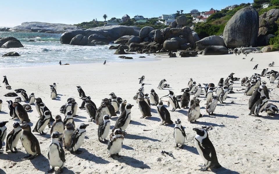 Cape Town Private Cape Peninsula Guided Tour with Luxury Vehicle Image 2