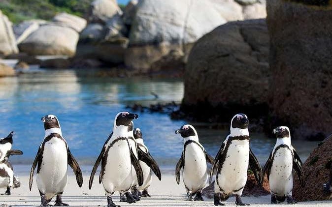 Cape Town Private Cape Peninsula Guided Tour with Luxury Vehicle Image 8