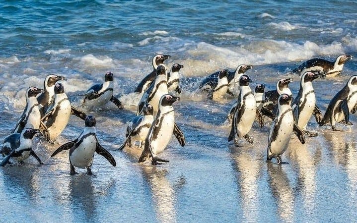 Cape Town Private City Tour with Table Mountain, Robben Island, Cape of Good Hope, and Entrance Fees Image 5