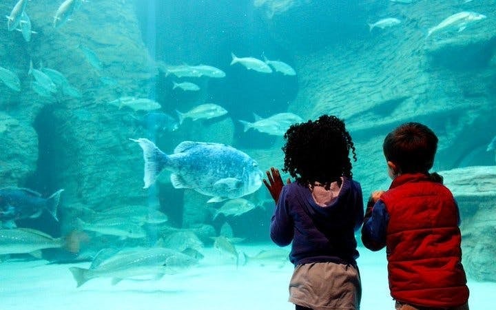 Cape Town Private Family Tour with Wine Tasting and Animal Encounters Image 1