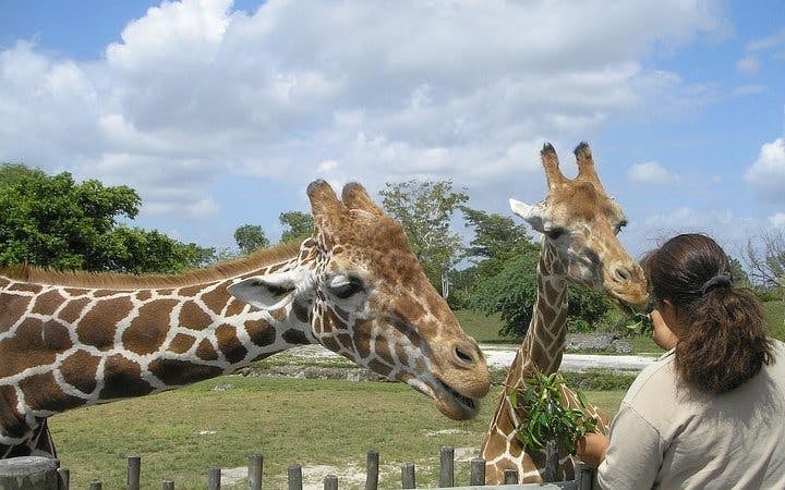 Cape Town Private Family Tour with Wine Tasting and Animal Encounters Image 7