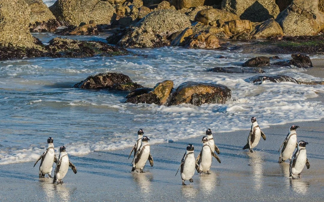 Cape Town Private Tour: Boulders Beach Penguin Swim and Chapman’s Peak Drive Image 2