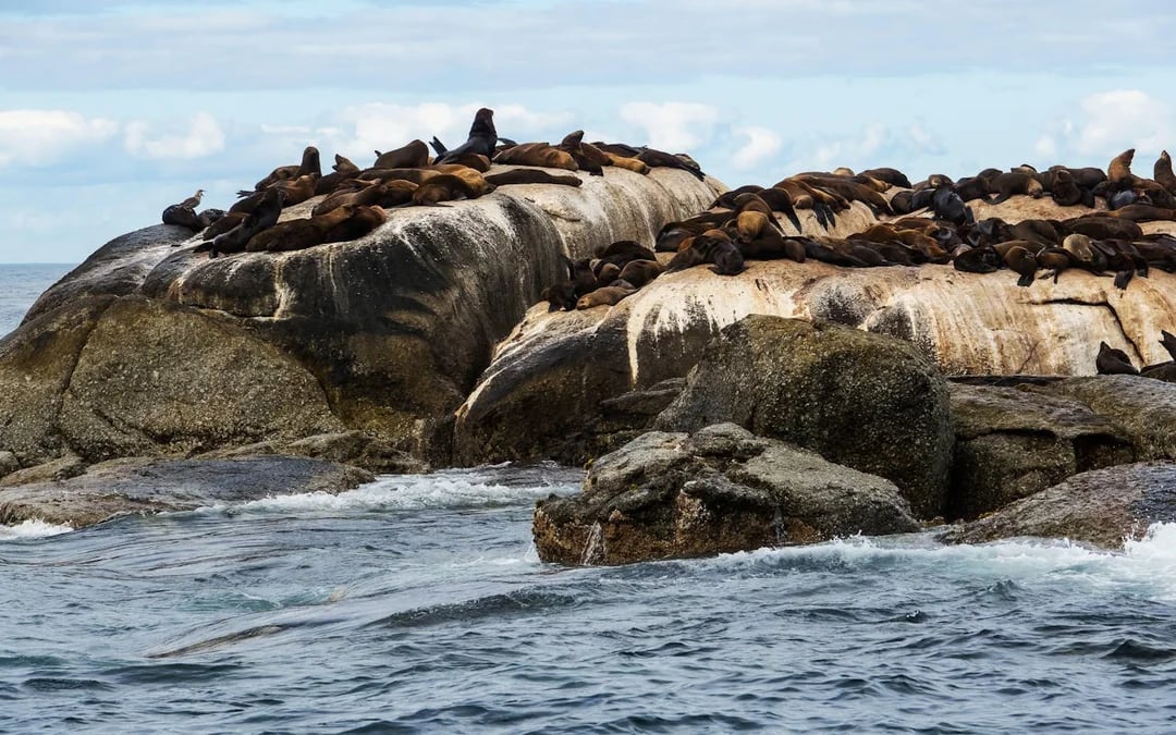 Cape Town Private Tour: Boulders Beach Penguin Swim and Chapman’s Peak Drive Image 5