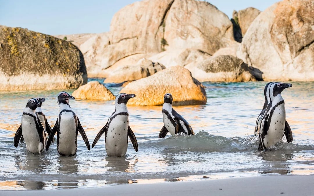 Cape Town Private Tour: Boulders Beach Penguin Swim and Chapman’s Peak Drive Image 6