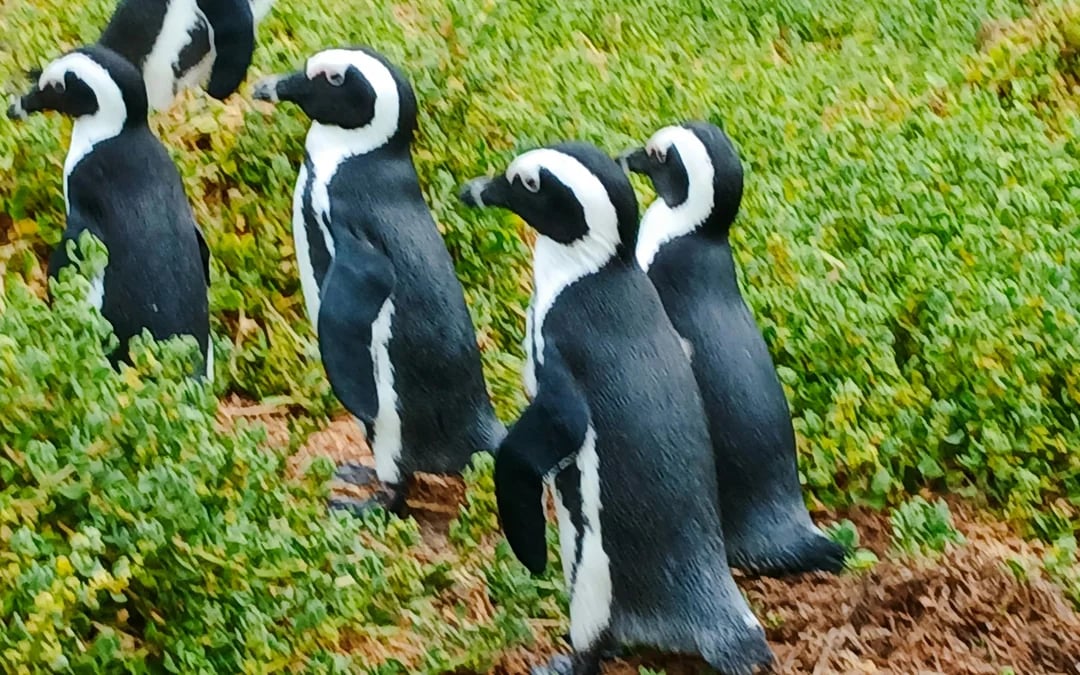 Cape Town Private Tour of Table Mountain, Cape of Good Hope and Boulders Beach Penguin Colony Image 2
