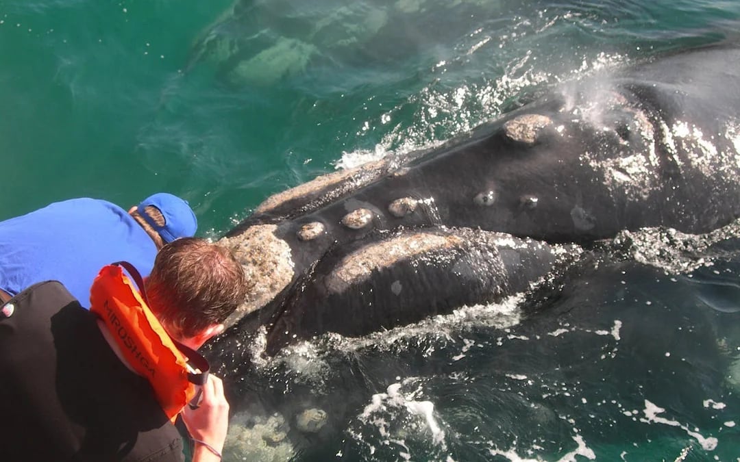 Cape Town Private Tour with Whale Watching Boat Trip, Stony Point Penguin Colony Visit, and Hermanus Wine Region Transfers Image 1
