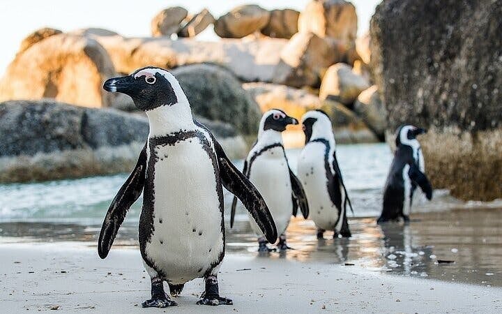 Cape Town: Scenic Helicopter Flight and Private Cape Peninsula Tour with Wine Tasting and Lunch Image 5