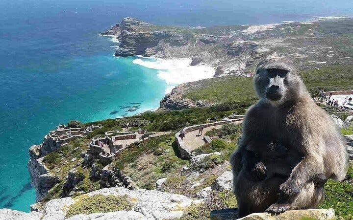 Cape Town: Scenic Helicopter Flight and Private Cape Peninsula Tour with Wine Tasting and Lunch Image 9
