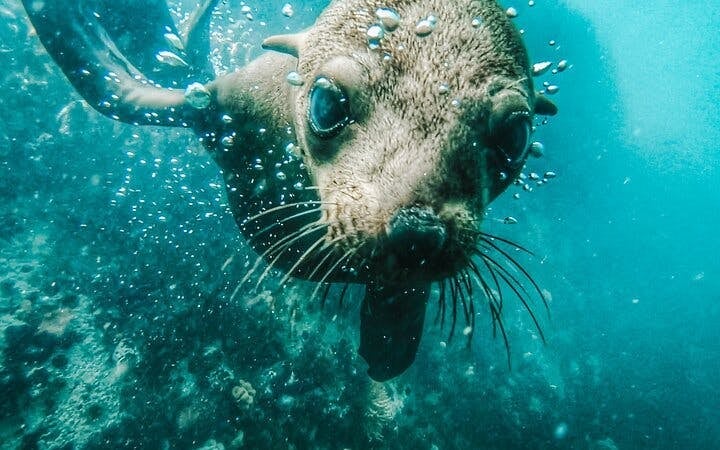 Cape Town Seal Snorkelling, Penguin Colony and Cape of Good Hope Private Tour Image 1