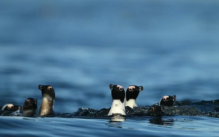 Cape Town Seal Snorkelling, Penguin Colony and Cape of Good Hope Private Tour Image 2