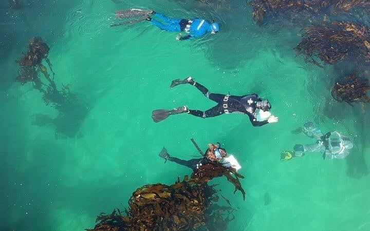 Cape Town Seal Snorkelling, Penguin Colony and Cape of Good Hope Private Tour Image 3