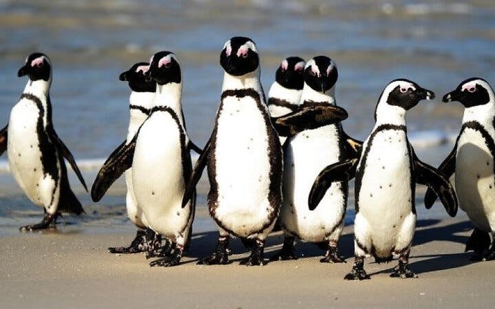 Cape Town Seal Snorkelling, Penguin Colony and Cape of Good Hope Private Tour Image 7