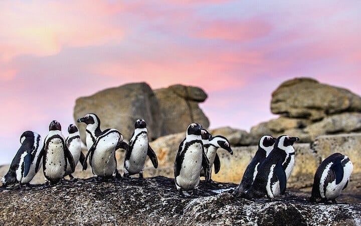 Cape Town Seal Snorkelling, Penguin Colony and Cape of Good Hope Private Tour Image 9