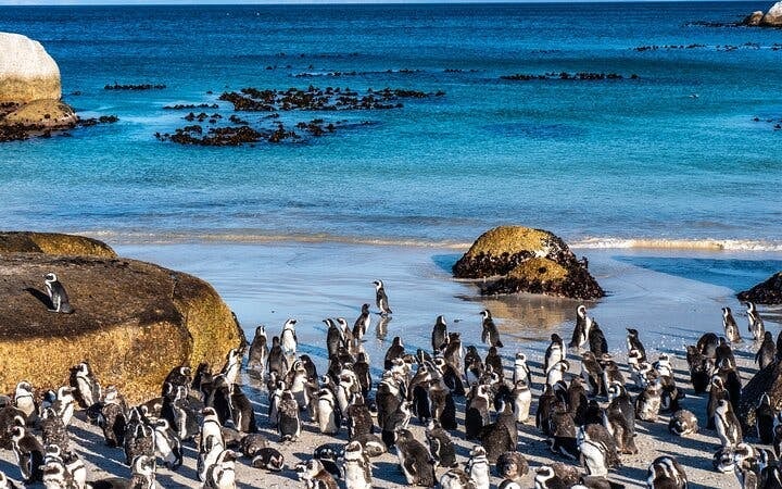 Cape Town Table Mountain, Boulders Beach Penguins, and Cape Point Guided Group Tour with Hotel Pickup Image 1
