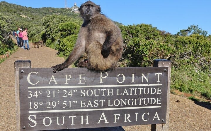 Cape Town Table Mountain, Boulders Beach Penguins, and Cape Point Guided Group Tour with Hotel Pickup Image 8
