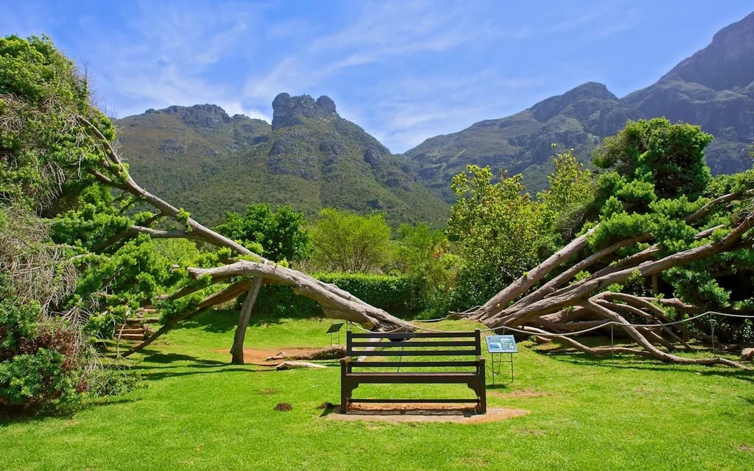 Cape Town Walking Tour of Historical Sites and African Lunch at AfroDeli Eatery Image 4