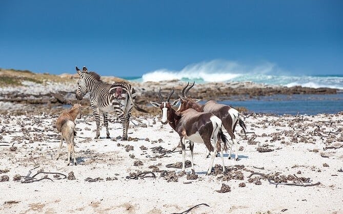 Cape Town Walking Tour of Historical Sites and African Lunch at AfroDeli Eatery Image 9