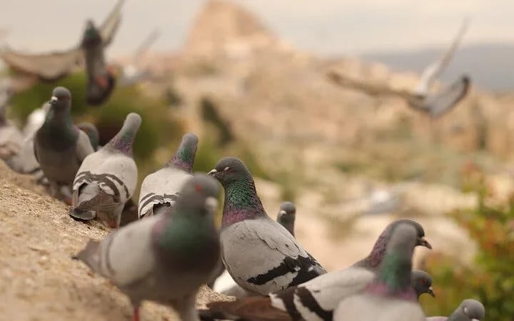 Cappadocia Private Guided Tour(Car&Licensed Guide) Image 10